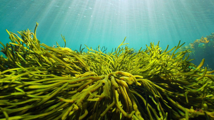 The real reason seaweed is so sustainable     by Felix Behr