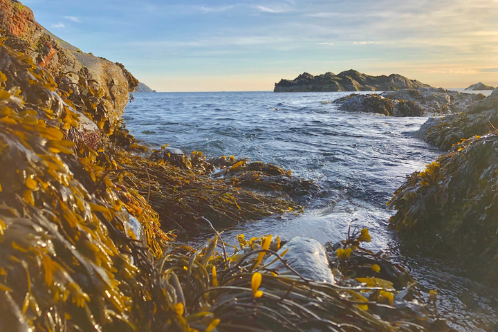 Algamar: 25 Years Devoted to Native Sea Vegetables