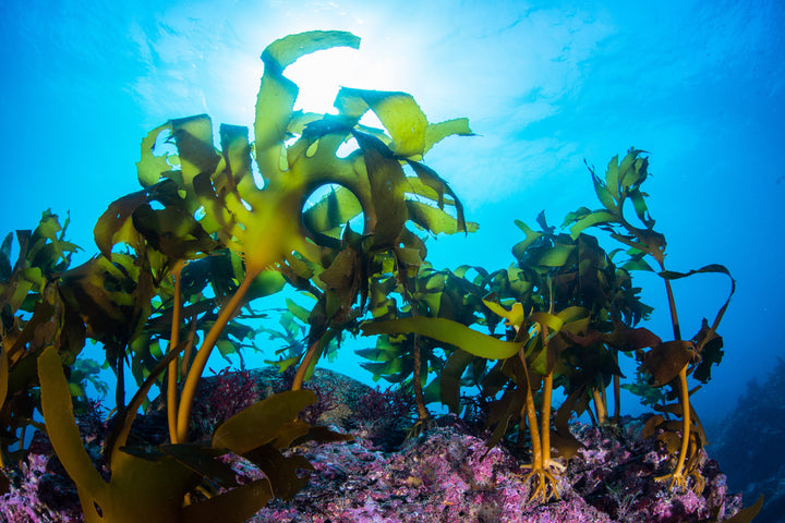 A stock photo shows a microscope image of colonial green alga. Scientists think algae may one day be a widely used protein source for the world's population.OXFORD SCIENTIFIC/GETTY